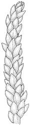 Fallaciella gracilis. Branch detail. Drawn from B.H. Macmillan 68/65, CHR 163380.
 Image: R.C. Wagstaff © 2003 British Bryological Society. Reprinted by permission of Informa UK Limited, trading Taylor & Francis Group, https://www.tandfonline.com on behalf of British Bryological Society. Reprinted by permission of Informa UK Limited, trading Taylor & Francis Group, https://www.tandfonline.com on behalf of British Bryological Society.